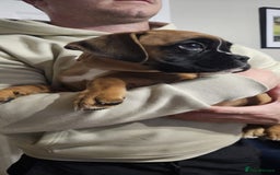 Boxer dogs for sale: Stunning kc reg boxer babies 2 girls remaining  - Image 7