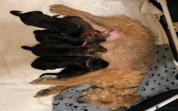 Lakeland Terrier dogs for sale: Lakeland Terrier pups - working style black & tan! - Image 7