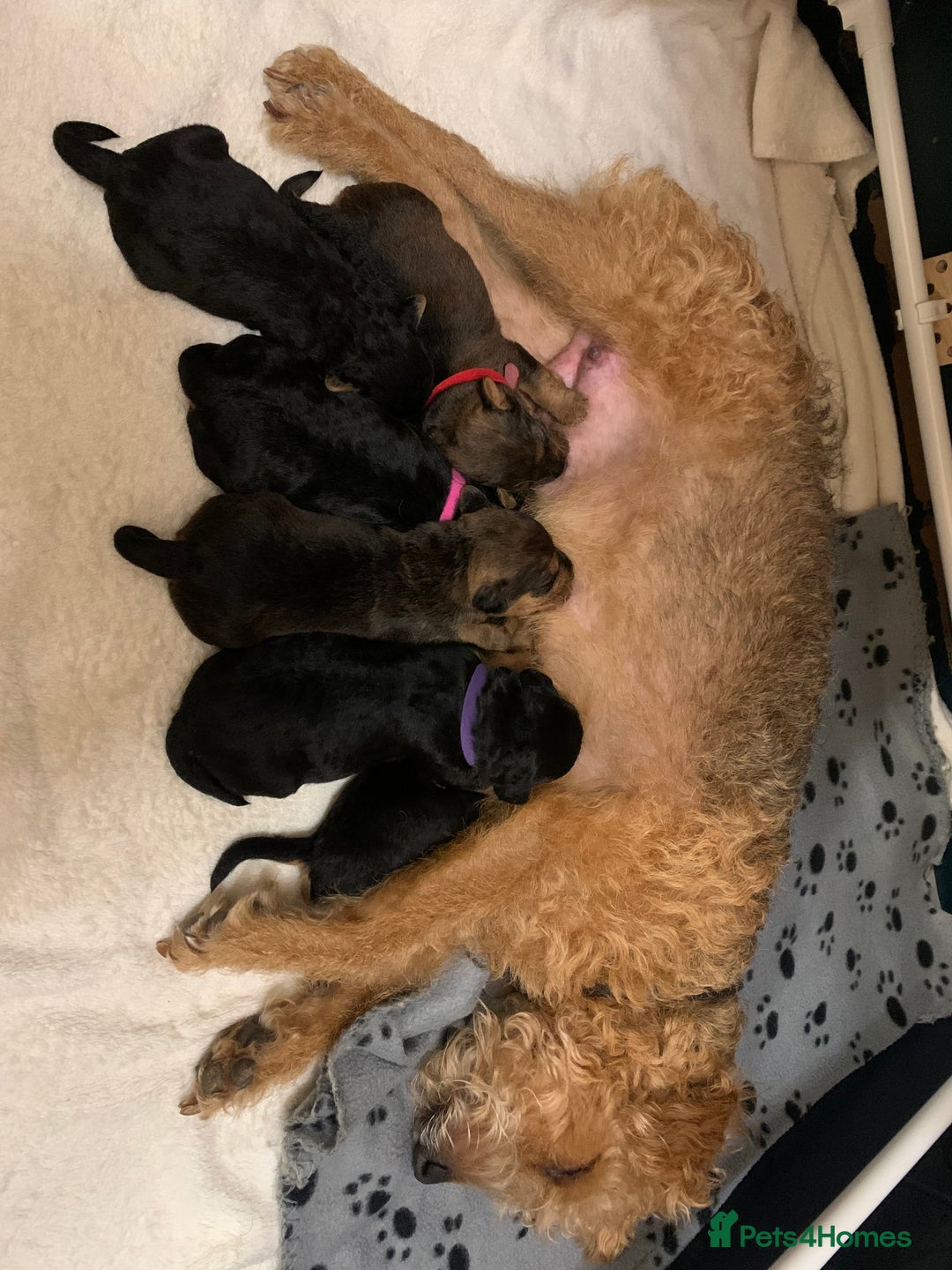 Lakeland Terrier dogs for sale: Lakeland Terrier pups - working style black & tan! - Image 7