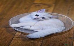 British Shorthair cats for sale: British Shorthair Kittens – Golden & Silver Shaded - Image 2
