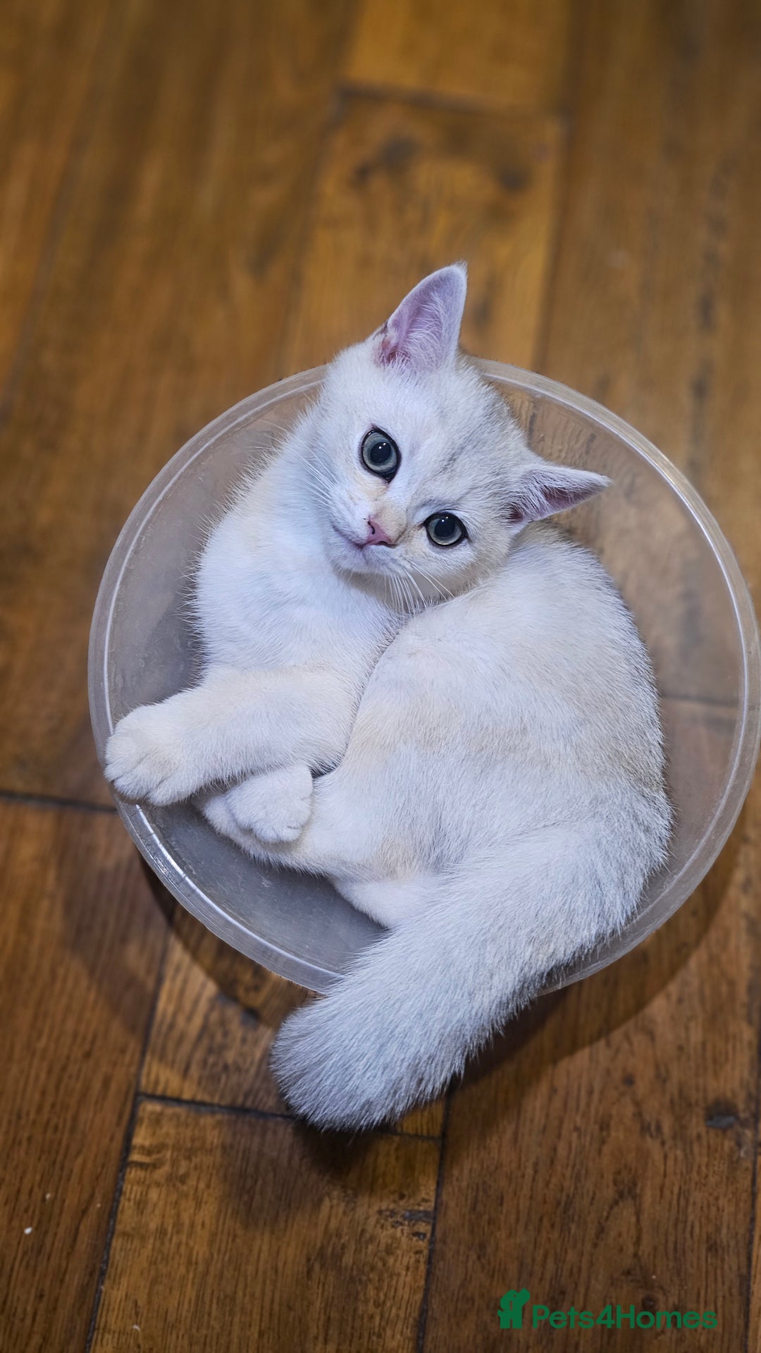 British Shorthair cats for sale: British Shorthair Kittens – Golden & Silver Shaded - Image 2