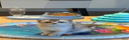 Scottish Fold cats for sale: Beautiful Scottish Fold Luca - Advert 11