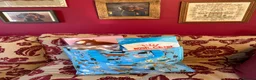 Miniature Dachshund dogs for sale: Chocolate & tan mini smooth dachshund puppy - Advert 4