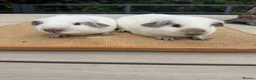 Guinea Pig rodents for sale: Pure bred Californian guinea pigs  - Advert 10