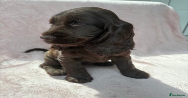Cocker Spaniel dogs - Advert 4