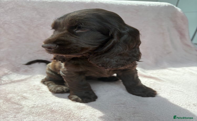 Cocker Spaniel dogs - Advert 14