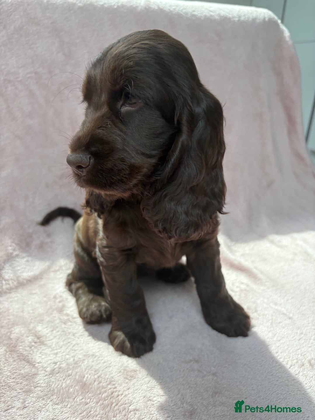 Cocker Spaniel dogs for sale: Ready to go last chocolate show cocker spaniel - Image 6