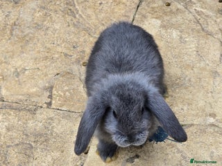 Continental Giant rabbits - Advert 19