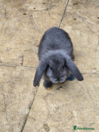 Continental Giant rabbits - Advert 2