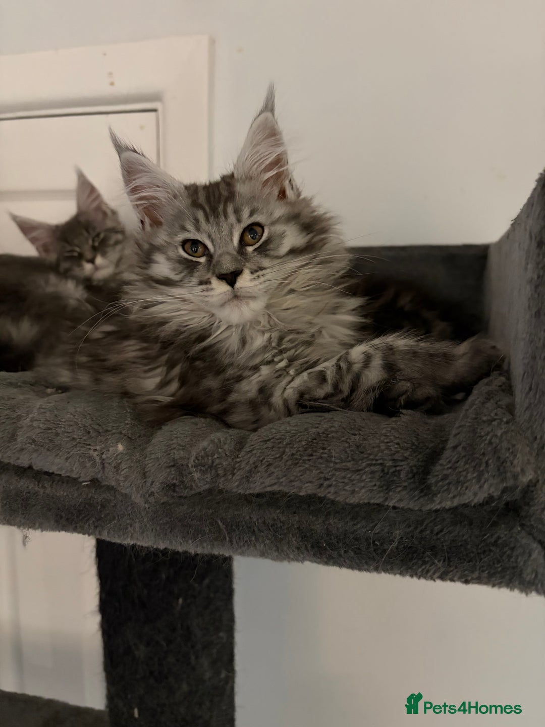Maine Coon cats for sale:  TICA Maine Coon Kitten litter due soon!  - Advert 7