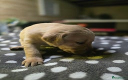 Labrador Retriever dogs for sale: Beautiful Labradors. Ready in time for Christmas - Image 19