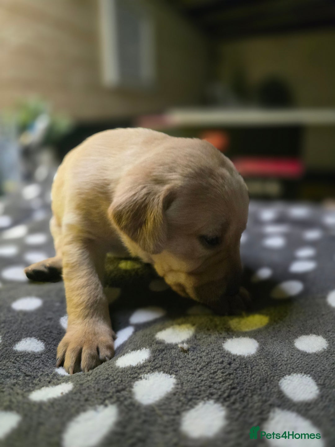 Labrador Retriever dogs for sale: Beautiful Labradors. Ready in time for Christmas - Image 19