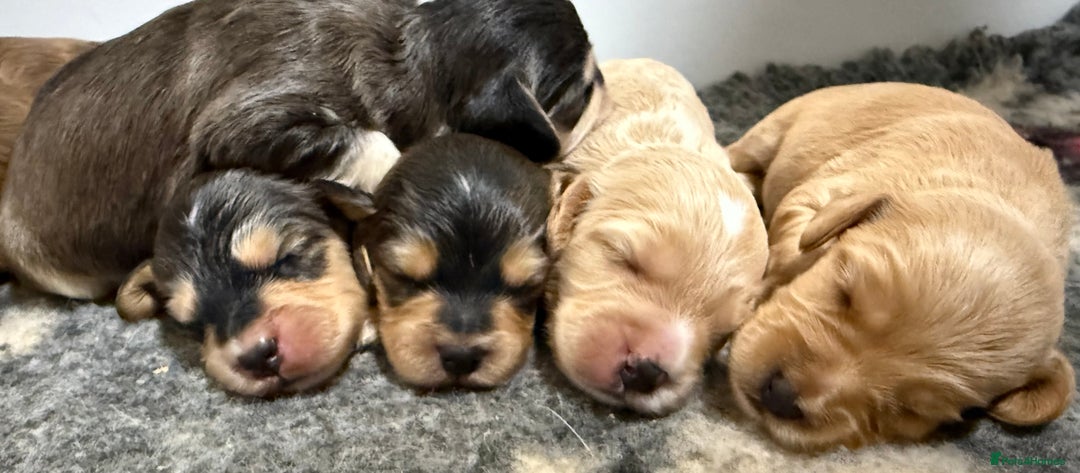 Labradoodle dogs for sale: Unique Stunning miniature doodles - Advert 3