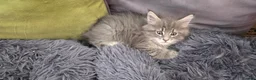 Maine Coon cats for sale: Maine coon kitten  - Advert 24