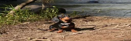 Miniature Dachshund dogs for sale: 2 x female mini dachshunds for sale in Glasgow - Advert 10