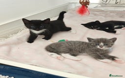 Mixed Breed cats for sale: 6 lovely brothers looking for new home - Image 2
