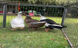Ducks poultry for sale: Trio of Runner Ducks - Image 3