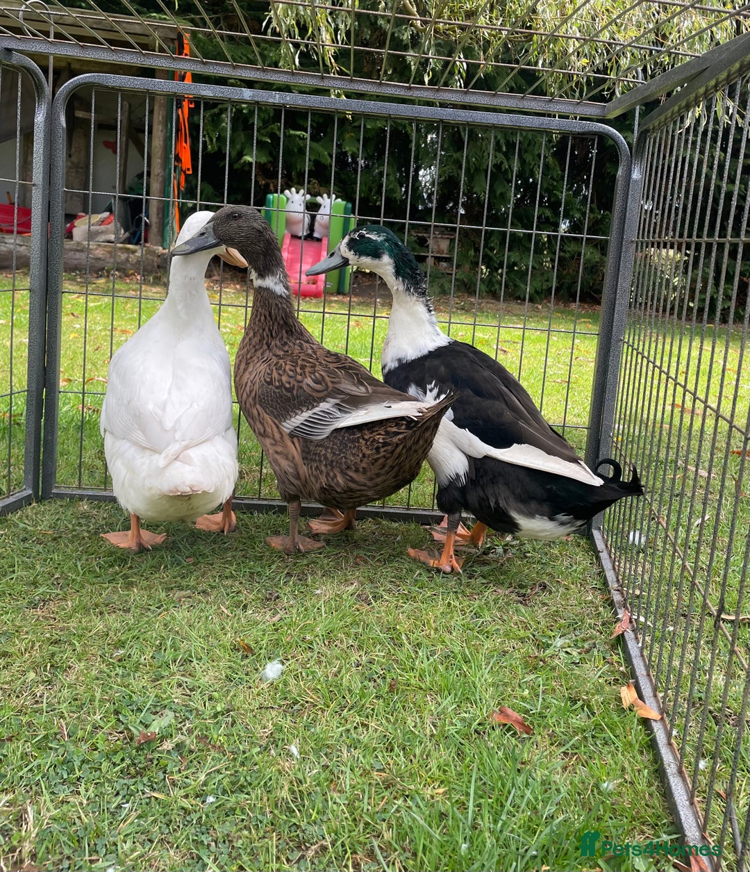 Ducks poultry for sale: Trio of Runner Ducks - Image 3
