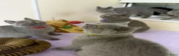 British Shorthair cats for sale: BSH GCCF Pedigree Healthy Beautiful Friendly  - Advert 38