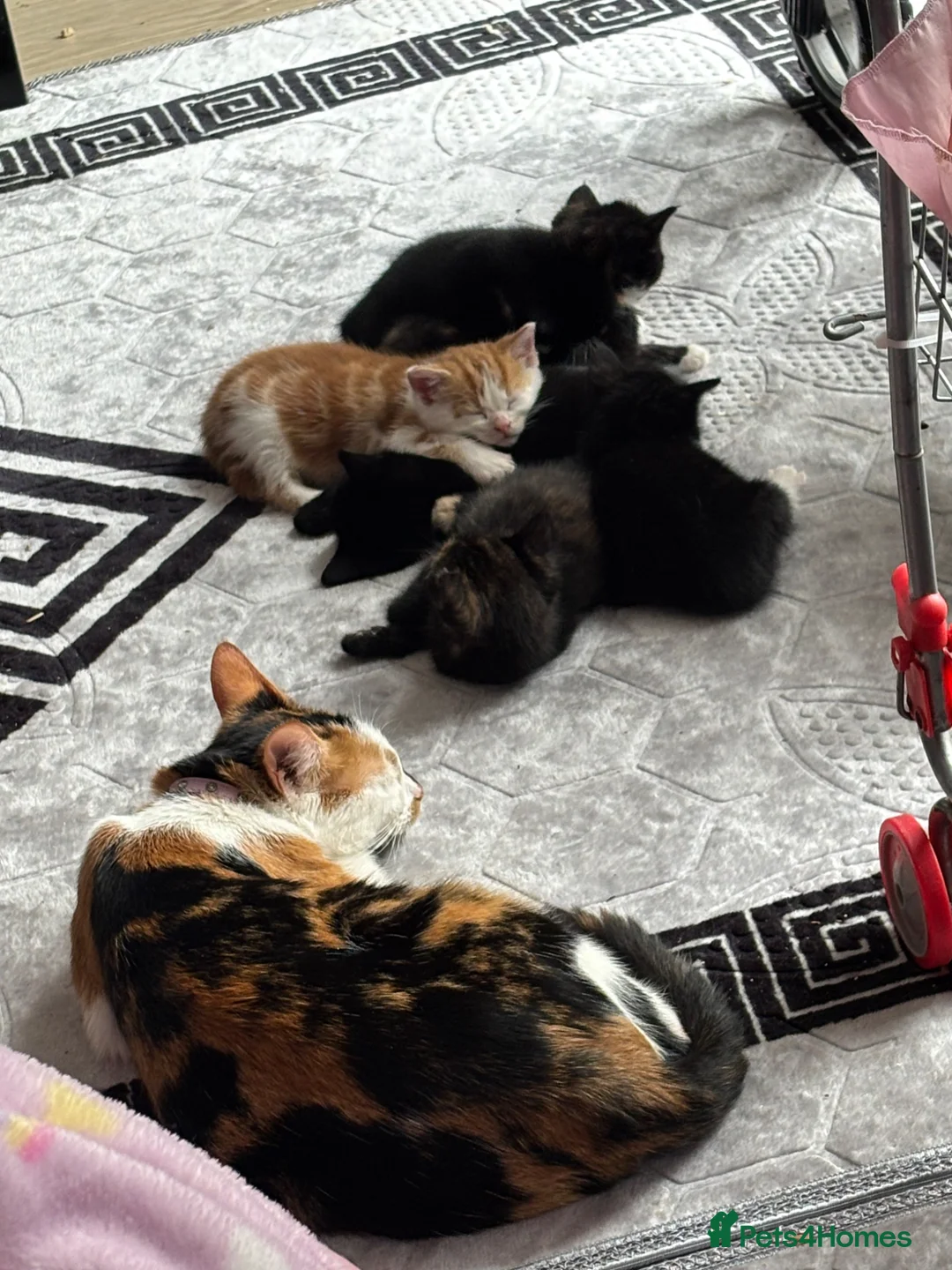 Mixed Breed cats for sale: 8 week old kittens 1 boy 3 girls  - Advert 1