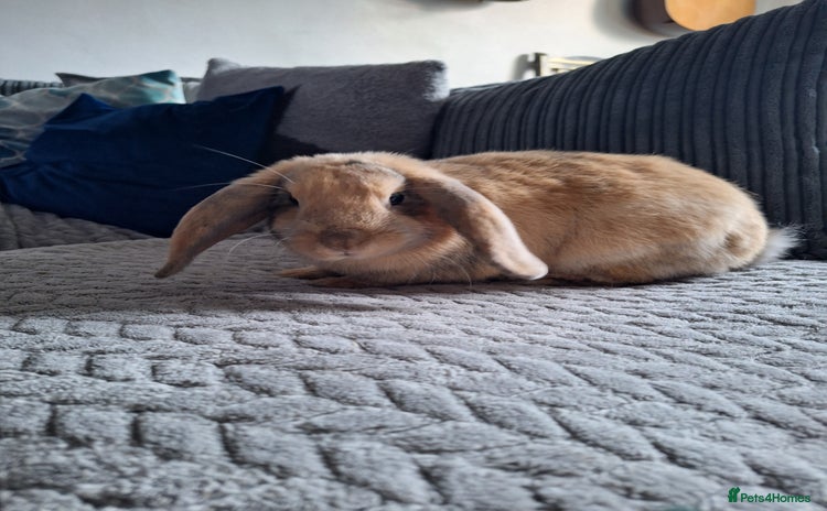 Dwarf Lop rabbits - Advert 1