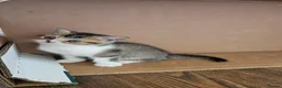 British Shorthair cats for sale: Gorgeous BSH Kittens Looking for Loving Homes! - Advert 15