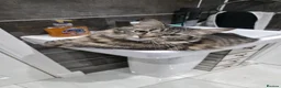 Siberian cats for sale: Adorable Siberian Kittens  - Advert 5