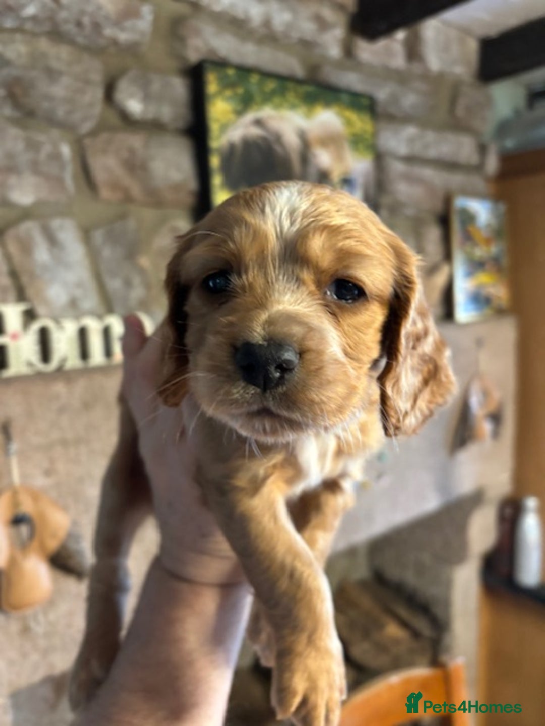 Cocker Spaniel dogs for sale: Adorable Cocker Spaniel Pups - Advert 5
