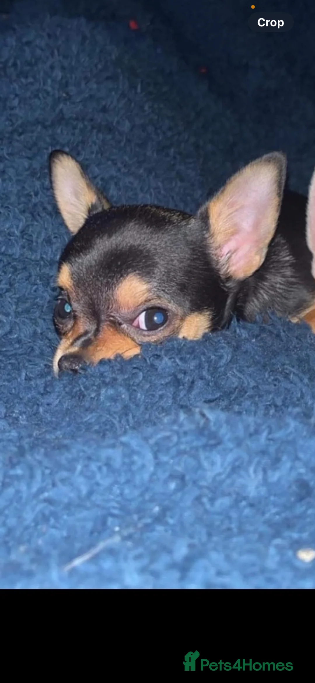 Chihuahua dogs for sale: 2 beautiful applehead  **  girls 💕 in Loughborough - Advert 1