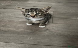 Mixed Breed cats for sale: Beautiful kittens for sale  - Image 7