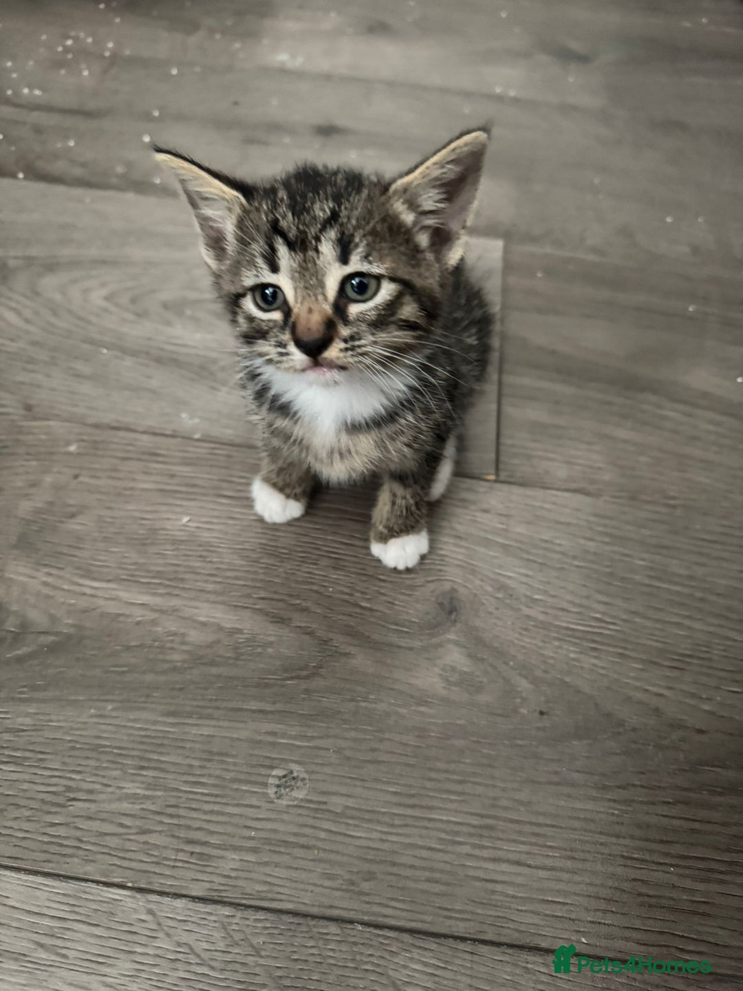 Mixed Breed cats for sale: Beautiful kittens for sale  - Image 7