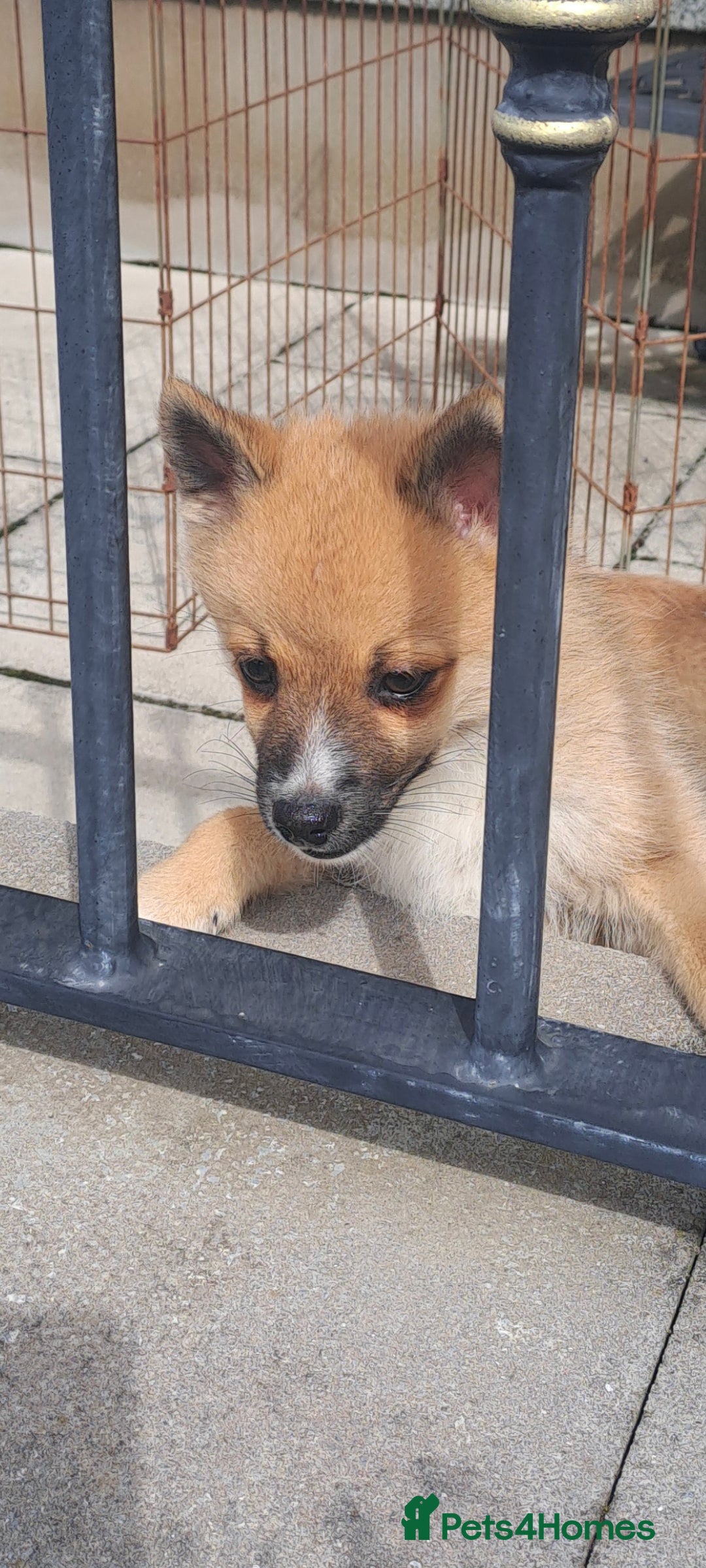 Pomsky dogs for sale: Fully vaccinated, 3 F4 Pomskies. Well socialised. - Image 30