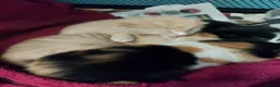 Mixed Breed cats for sale: Four beautiful kittens  in London - Advert 4