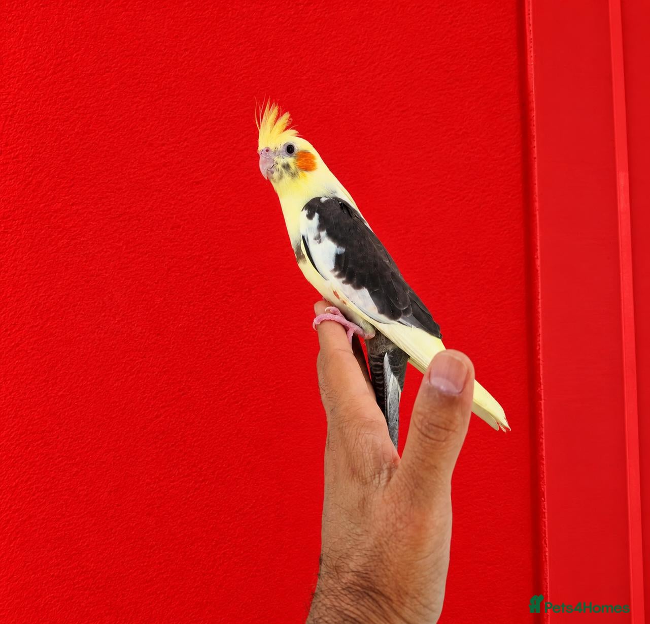 Cockatiels birds super silly hand tamed baby cockatiel - Advert 4