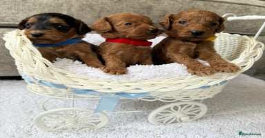 Cockapoo dogs - Advert 2