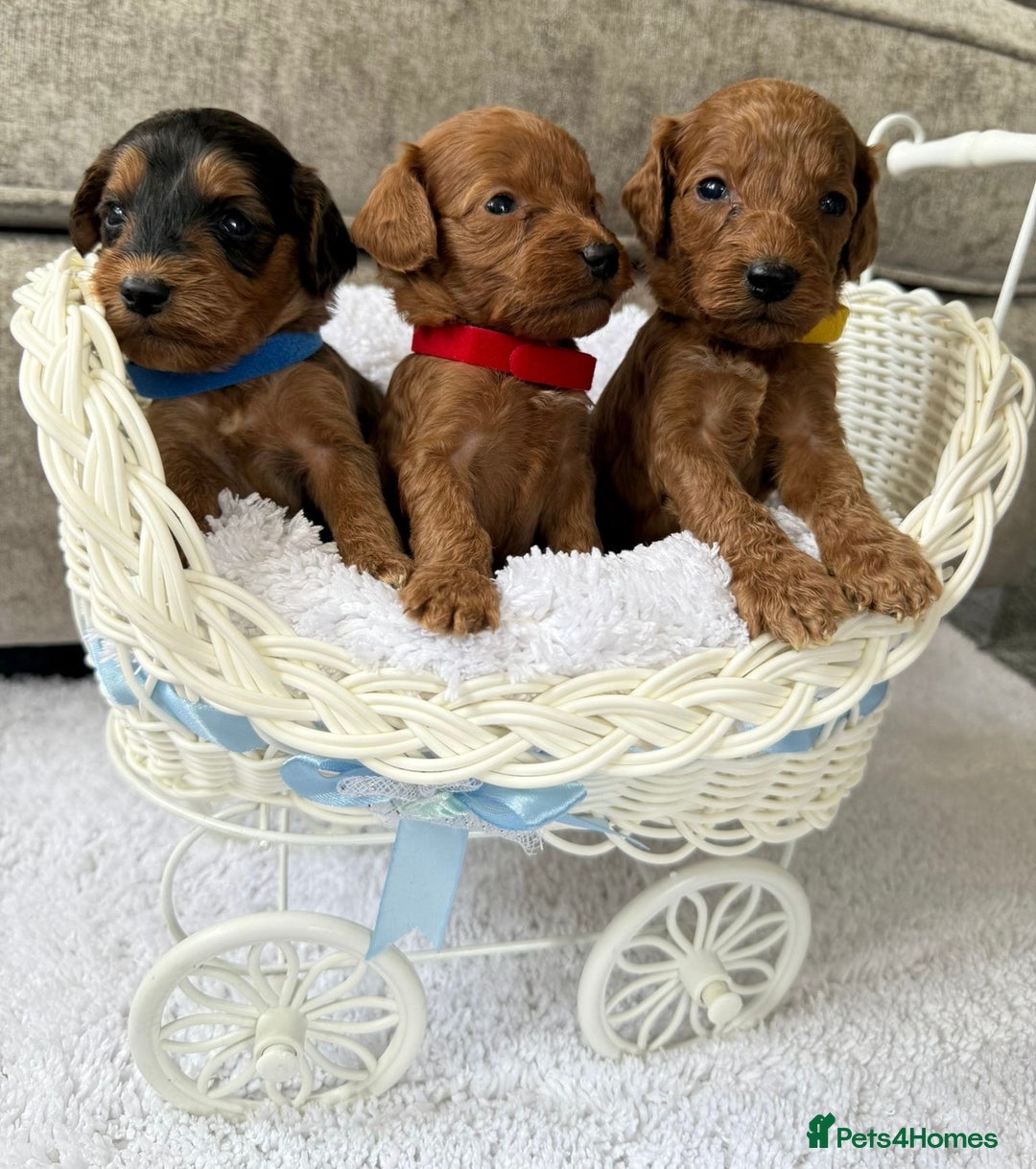 Cockapoo dogs for sale: 🌟 8 beautiful F1 b cockapoo puppies 🌟 - Image 3