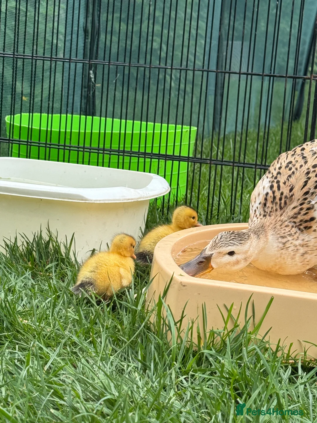 Ducks poultry for sale: Beautiful miniature silver appleyard ducklings - Advert 6