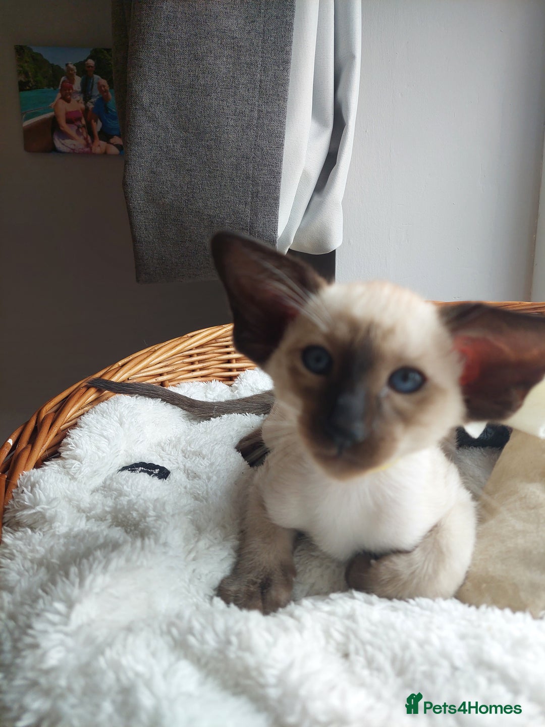 Siamese cats for sale: Siamese GCCF Registered Kittens - Image 20