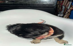 Pug dogs for sale: Scar fluffy pug - Image 16