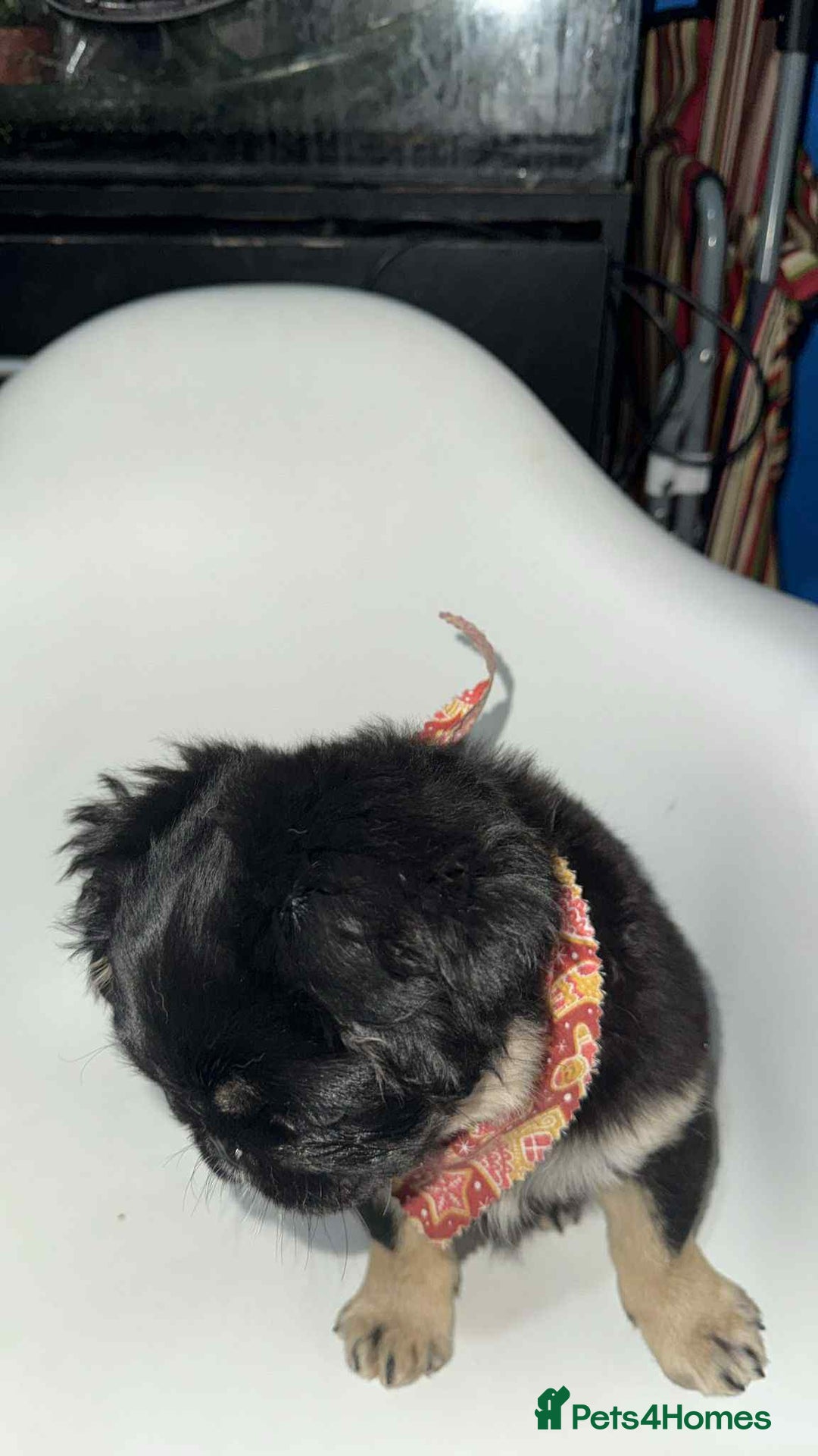 Pug dogs for sale: Scar fluffy pug - Image 16