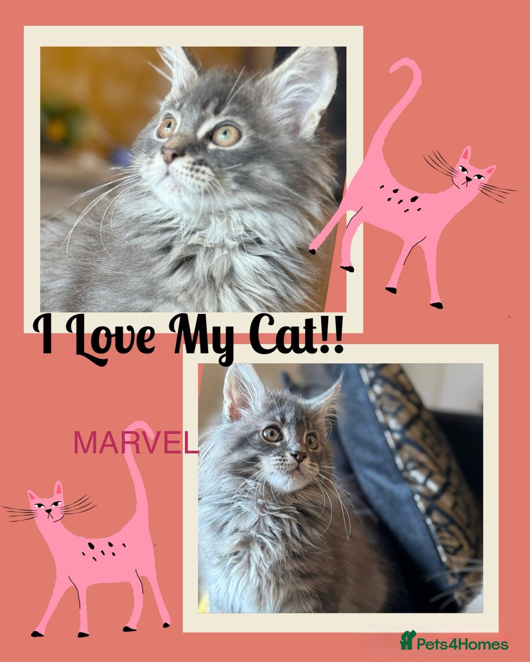 Maine Coon cats for sale: Ready NOW! TICA splendid Maine Coon - Image 26