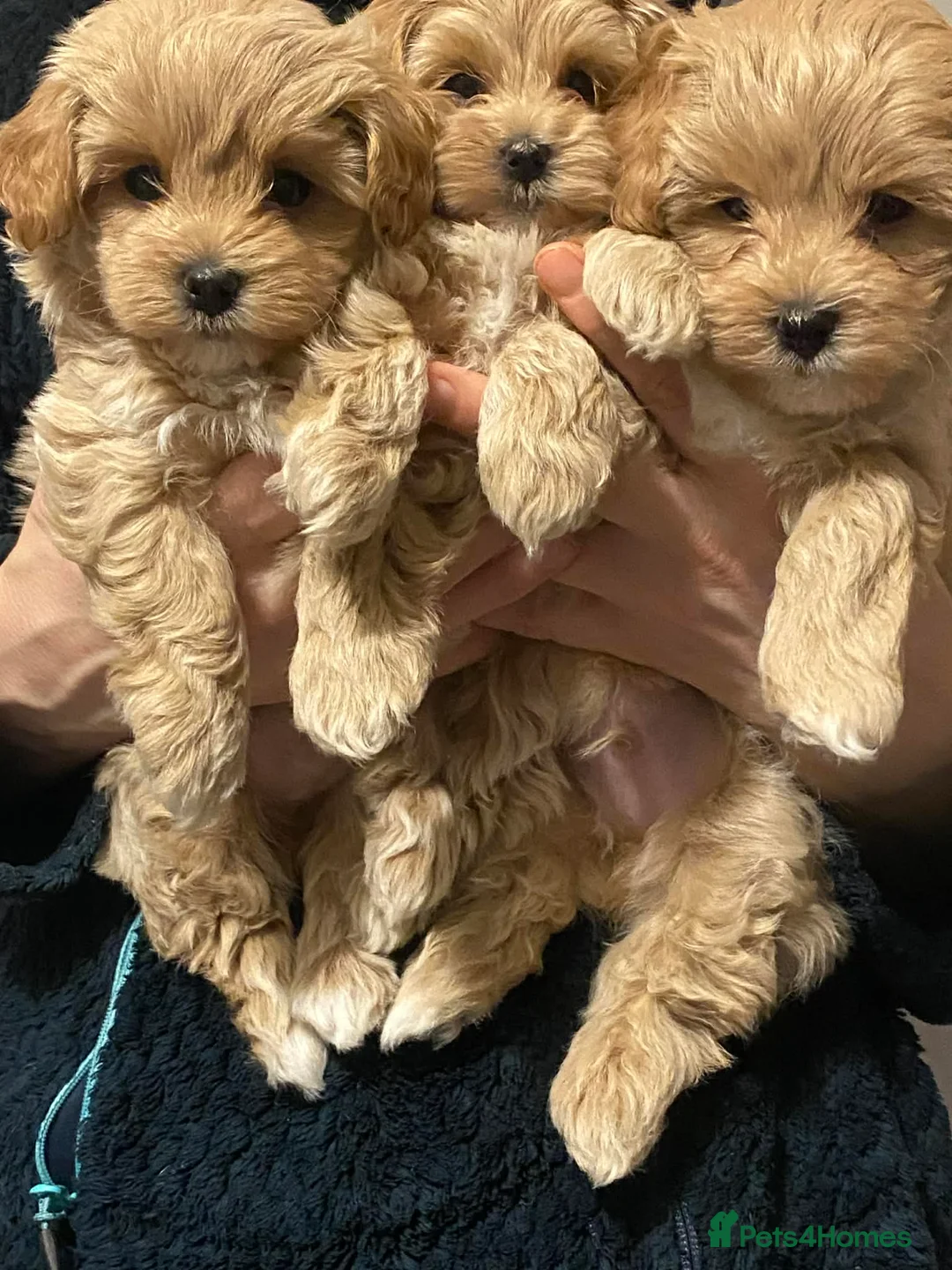 Maltipoo dogs for sale: Maltipoo Puppy  - Advert 5