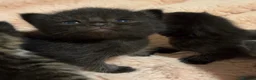 Mixed Breed cats for sale: Beautiful Fluffy Boys - Advert 5