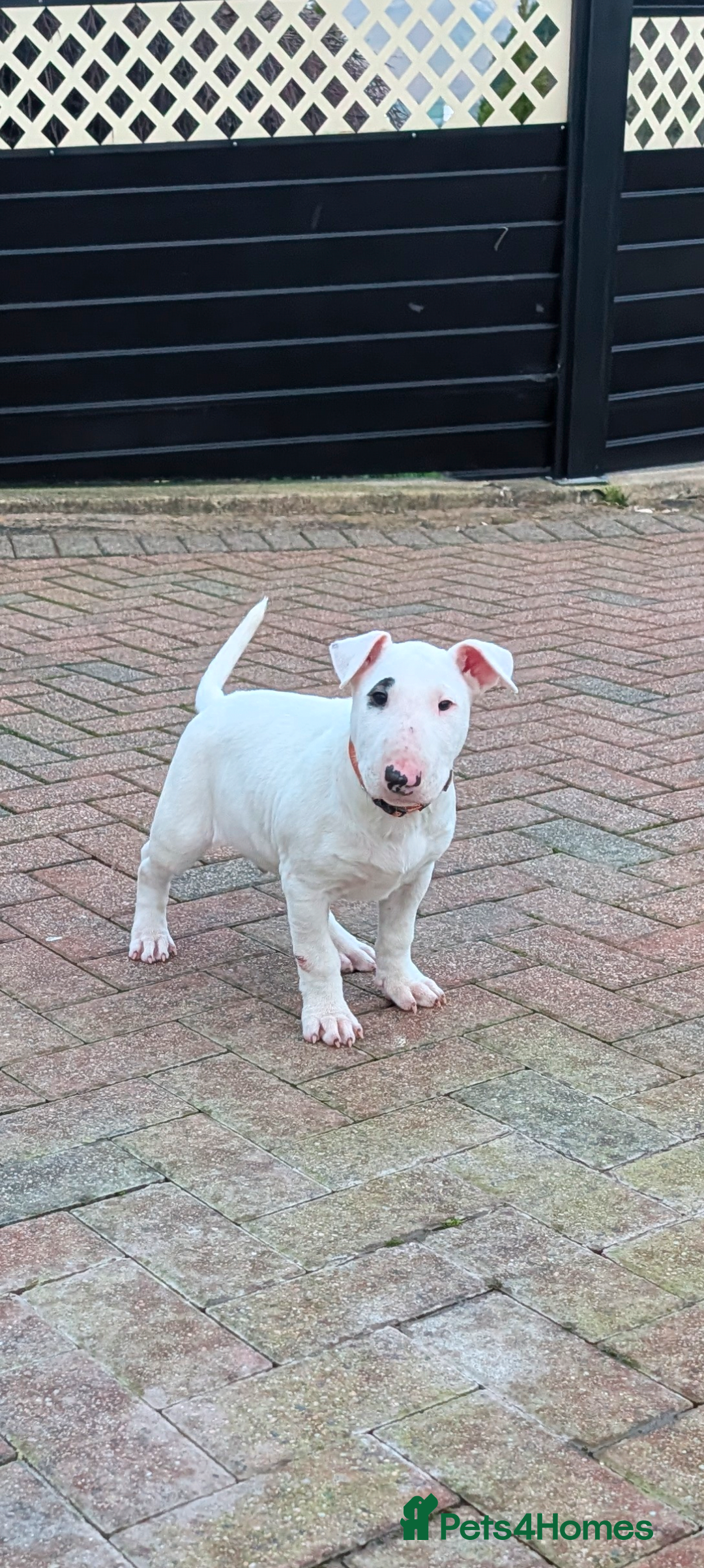 English Bull Terrier dogs English bull terrier pups - Advert 3