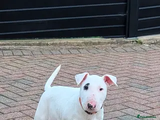 English Bull Terrier dogs English bull terrier pups - Advert 3