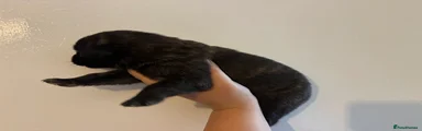 German Shepherd 8