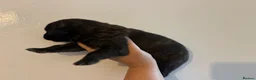 German Shepherd dogs for sale: Dutch X German Shepherd pups in London - Advert 5