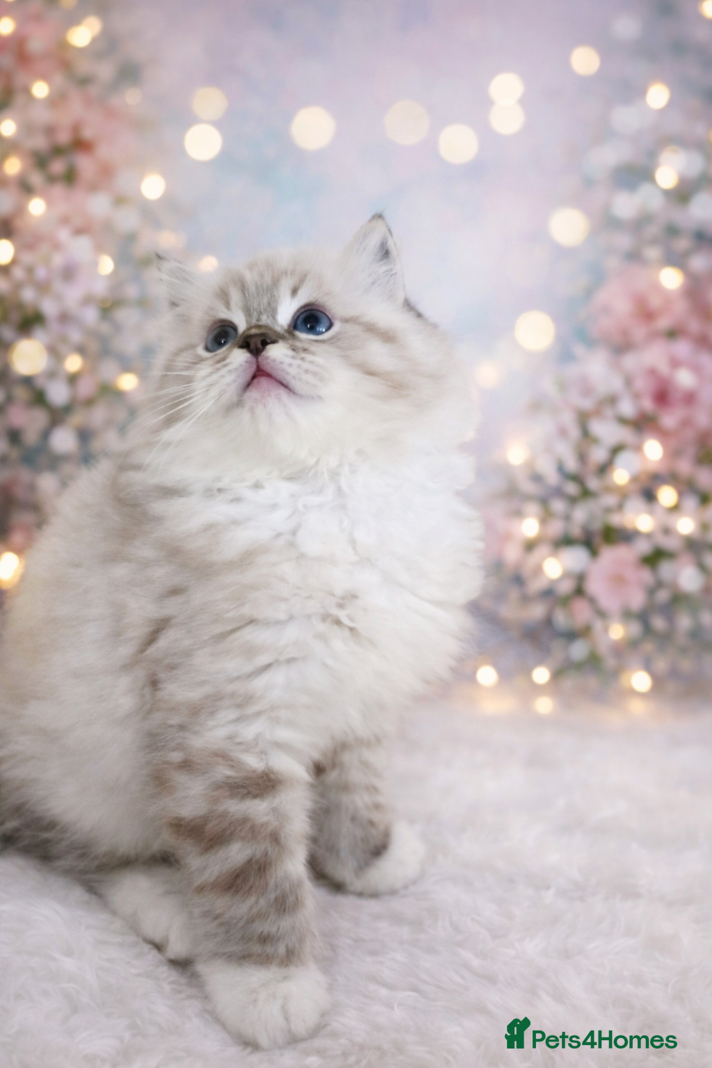 Ragdoll cats 4 European babies. Tica registered - Advert 14