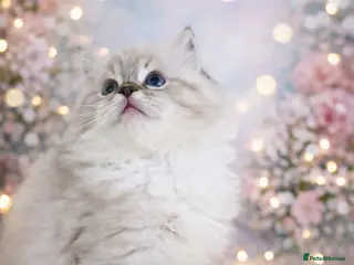 Ragdoll cats 4 European babies. Tica registered - Advert 14