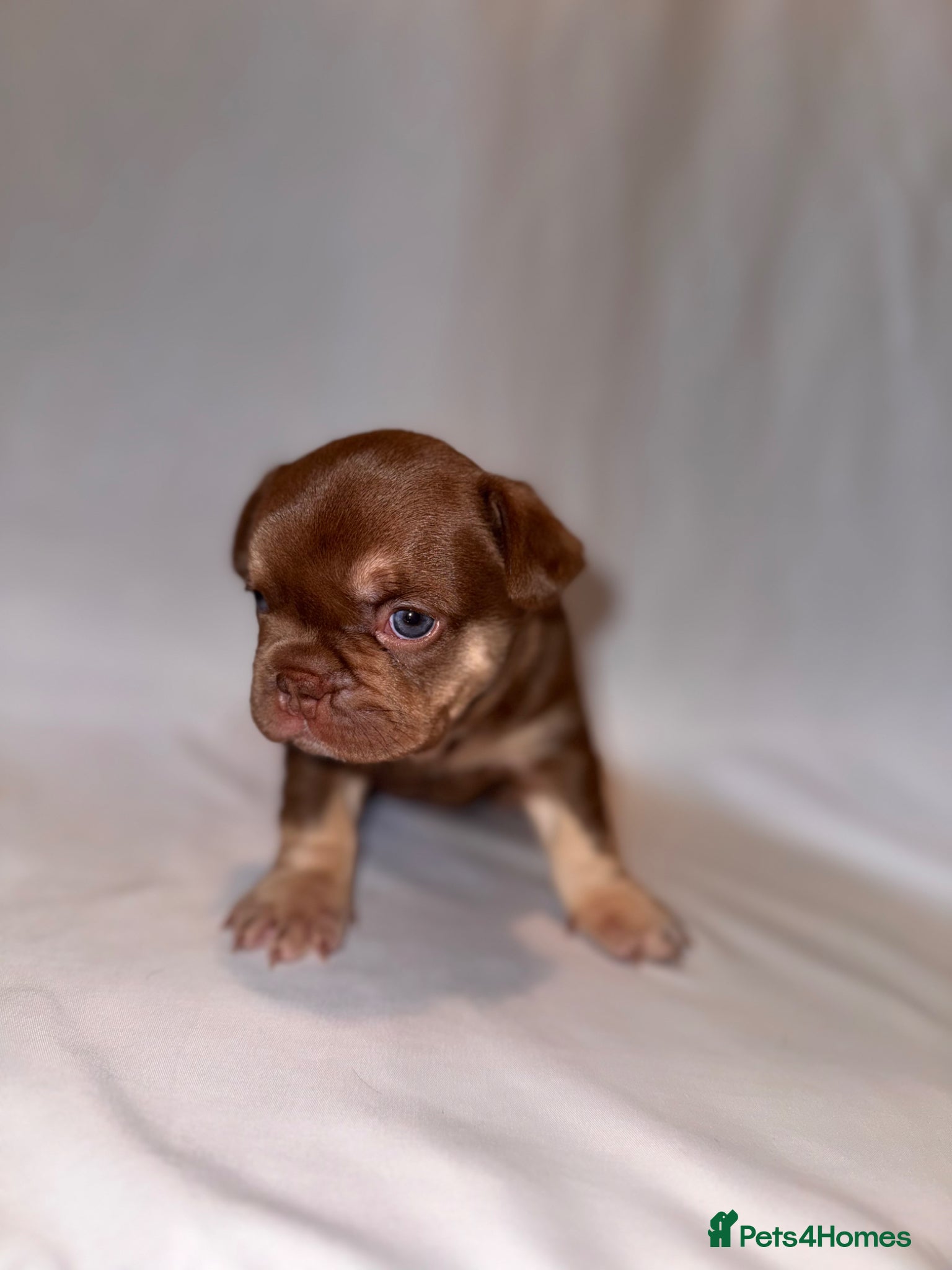 French Bulldog dogs for sale: Exceptional French Bulldog Puppies in Bristol - Advert 40